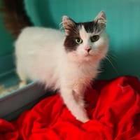 ALDEBARRAN, chat à adopter
