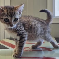 Ristretto, chatte à adopter