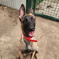 NALA QCN, chienne à adopter