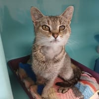 GOMETTE, chatte à adopter