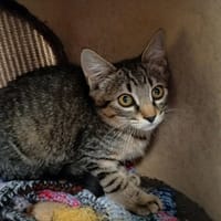 PATACHOU, chat à adopter