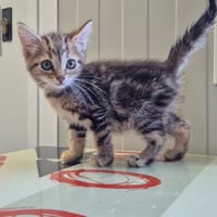 Amaretto, chatte à adopter