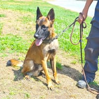 ALPINE, chien à adopter