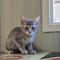 Cortado, chatte à adopter