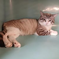 battement, chat à adopter