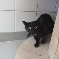 Melinda, chatte à adopter