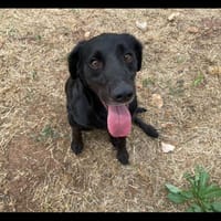 iron, chien à adopter