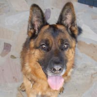 BLACK, chien à adopter