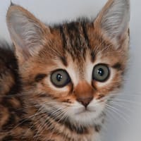 SWANN, chat à adopter