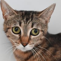 SAM, chatte à adopter