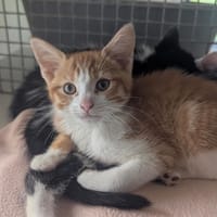 Typhon, chat à adopter
