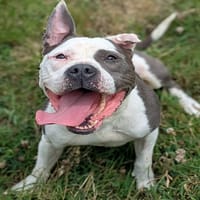 PISTACHE, chienne à adopter