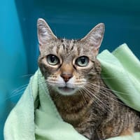TIGROU, chat à adopter