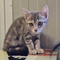 Americano, chat à adopter