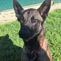 PRADA, chienne à adopter