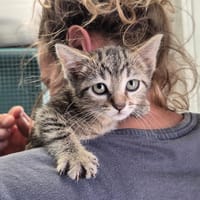 Irish (en cours d'adoption), chatte à adopter