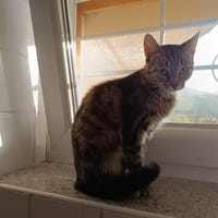 ANEKA, chatte à adopter