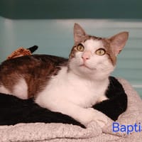 BAPTISTE, chat à adopter