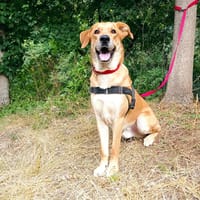 Sosa, chien à adopter