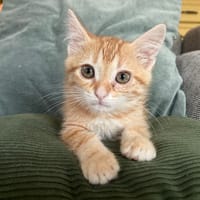 Scary, chat à adopter