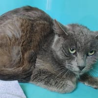 CROUSTY C, chat à adopter