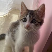ROBIN CHA, chatte à adopter