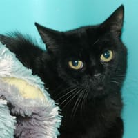 PONZI A17096, chat à adopter
