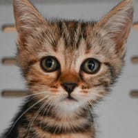 SIDDY, chatte à adopter