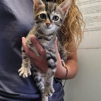 Macchiato, chatte à adopter