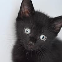 SACHA, chatte à adopter