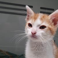 COULSON CHA, chat à adopter