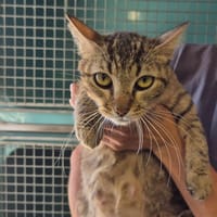 Mocha, chatte à adopter