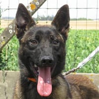 MILTON, chien à adopter