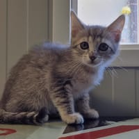 Lungo, chatte à adopter