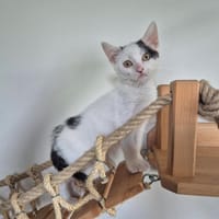 ALOUETTE, chatte à adopter