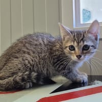 Espresso, chatte à adopter
