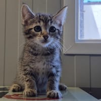 Latte, chatte à adopter