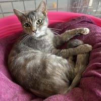 GRISETTE (en placement provisoire), chatte à adopter
