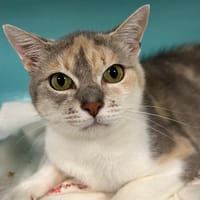ACHKA, chatte à adopter