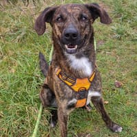 ZOOCKY, chien à adopter