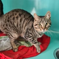 CARABISTOUILLE, chat à adopter