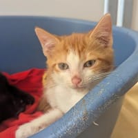 Marco, chat à adopter