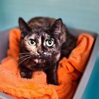 CHICORÉE RESERVEE, chatte à adopter