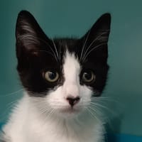 Porridge, chat à adopter