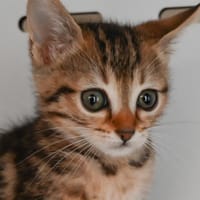 SIDNEY, chat à adopter