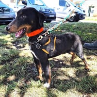 TANG PO DIT TEMPO (en placement provisoire), chien à adopter