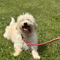 Marius, chien à adopter