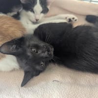 Boris, chat à adopter