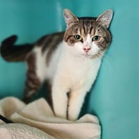 CHICON RESERVE, chat à adopter