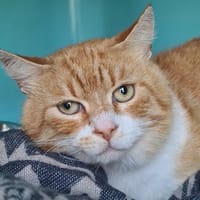 PICON, chat à adopter